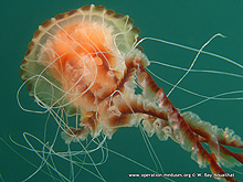 Dans les tentacules de la mduse boussole (Chrysaora hysoscella)