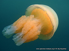 Rhizostome (Rhizostoma octopus)